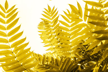 Green palm leaves in sunlight. Textured background of a tree.の写真素材