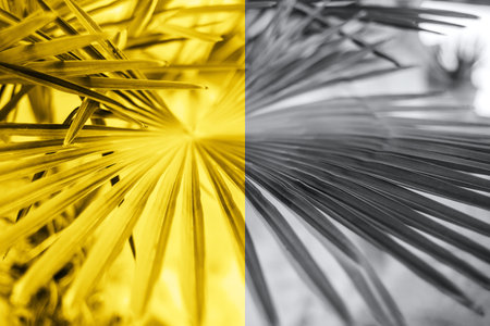 Palm leaves in sunlight. Textured background of a tree.の写真素材