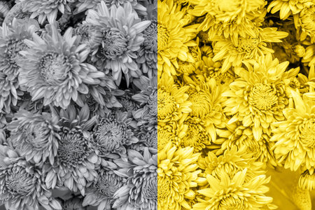 Bight and beautiful bouquet of chrysanthemum flowers. Fall flowers background.の写真素材