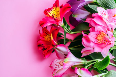 Flatlay with beautiful peruvian lily flowers isolated on pink background.の写真素材