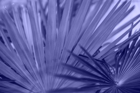 Textured background of a violet palm leaves.の写真素材