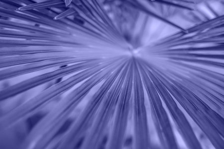Textured background of a violet palm leaves.の写真素材