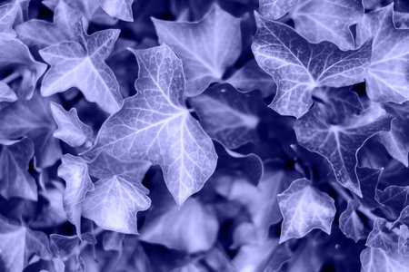 Textured background of a wall with violet plant leaves.の写真素材