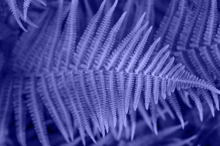 Textured background of a violet colored fern leaves.の写真素材