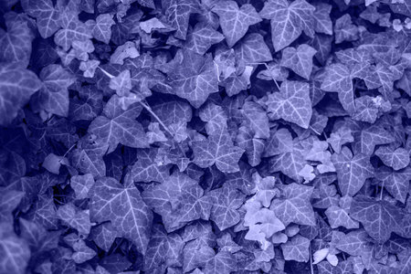 Textured background of a wall with violet plant leaves.の写真素材