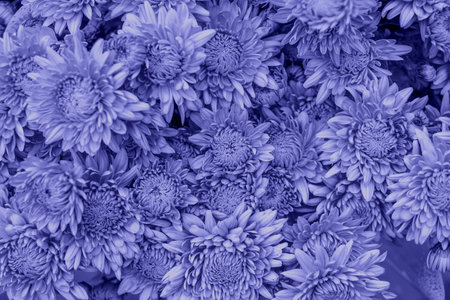 Bright and beautiful bouquet of violet chrysanthemum flowers.の写真素材