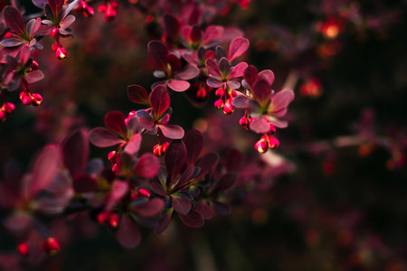 Background with fruits and leaves of the ornamental red japanese barberry (Berberis thunbergii).