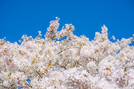 Background with beautiful cherry tree blossom and blurred bokeh.の写真素材