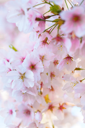 Background with beautiful cherry tree blossom and blurred bokeh.の写真素材