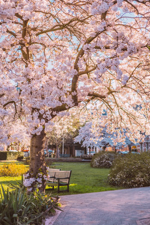Public park with beautiful cherry blossom and bench under the tree.の写真素材