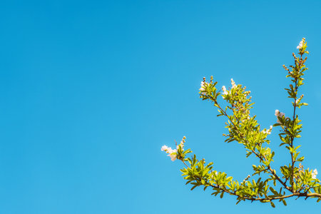 Beautiful background with apple tree blossom and blurred bokeh effect.の写真素材