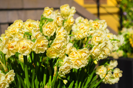 Beautiful yellow narcissus flowers also known as daffodil flowers at the flower garden.の写真素材