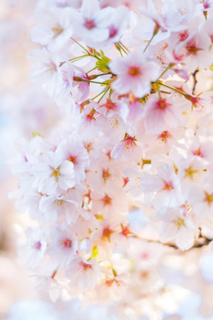 Background with beautiful cherry tree blossom and blurred bokeh.の写真素材
