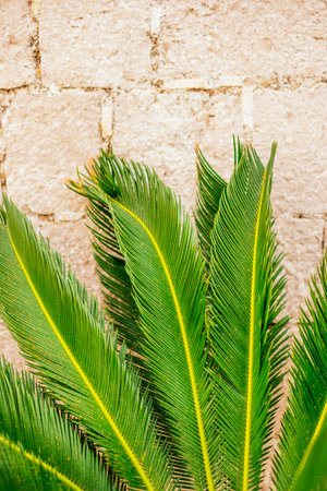 Textured of green fern leaves and blurred background.の写真素材
