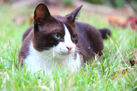 Cat in gardenの写真素材