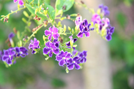 violet flowerの写真素材