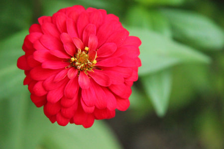 red flowerの写真素材