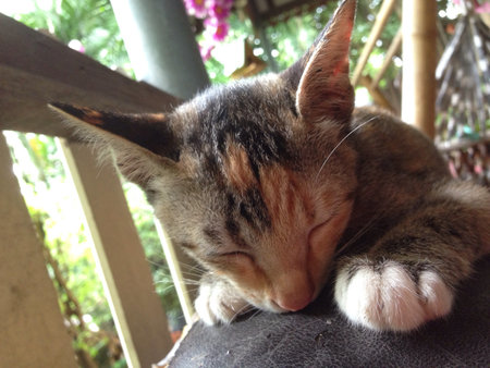Sleepy kitten の素材