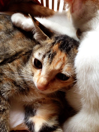 The kitten is so cuteの素材
