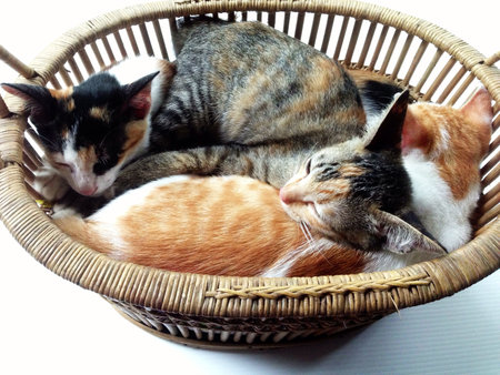 Three cats asleep in a basket. の素材