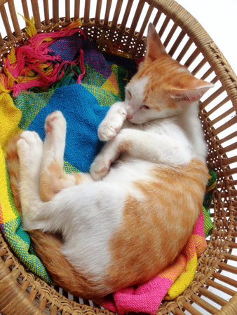 Kitten is sleeping in the basketの素材