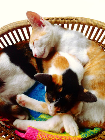 Two Thai cat are sleep in basketの素材
