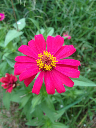 pink flower in the garden.の素材