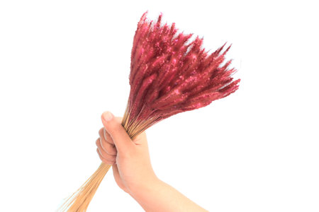 Hand is holding a bunch of dried flowers on white backgroundの写真素材
