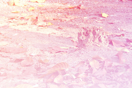stump background made with color filtersの写真素材