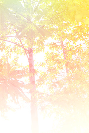 trees at tropical zone, made with color filtersの写真素材