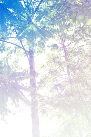 trees at tropical zone, made with color filtersの写真素材