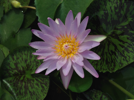 beautiful water lily in the real lightの写真素材
