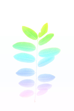 colorful leaves background made with color filterの写真素材
