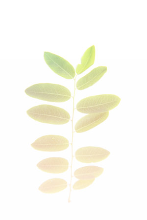 colorful leaves background made with color filterの写真素材