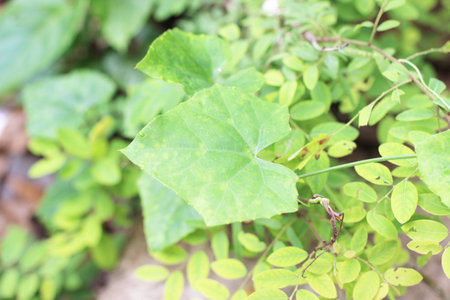 Blur, leaves backgroundの写真素材