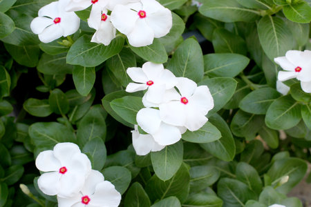 Beautiful white flowerの写真素材
