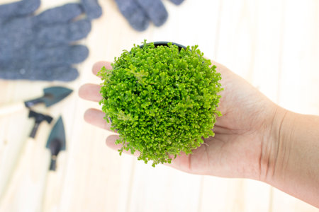 Small plant in pot on hand. Gardening tools are blur background. Selective focus to hand holding is plant.の写真素材