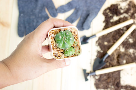 Hand is holding cactus and gardening tools on wood background with space for textの写真素材