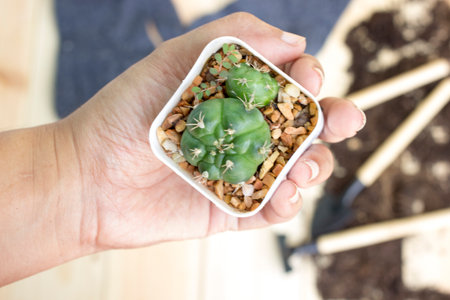 Cactus is on hand and gardening tools on wood background with space for textの写真素材