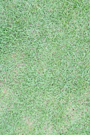Close-up of fresh spring green grassの写真素材