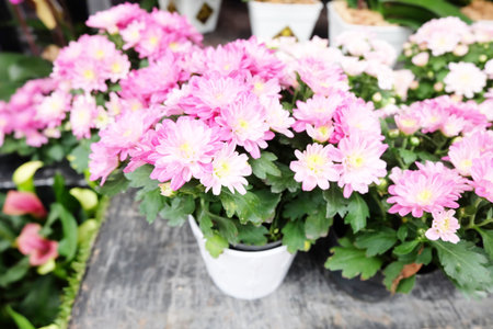 beautiful pink chrysanthemum in the potの写真素材