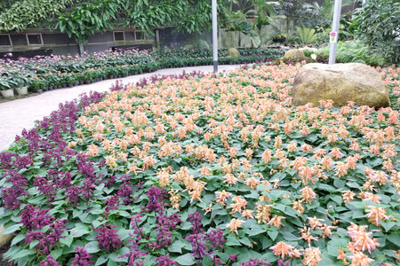 Outdoor flower gardenの写真素材