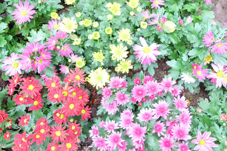 Beautiful flowers backgroundの写真素材