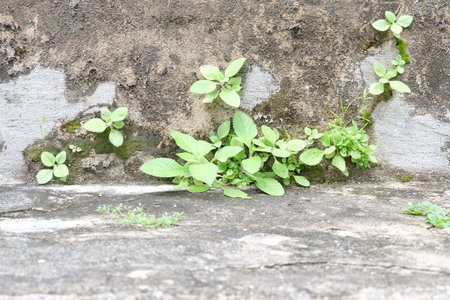 Small trees and old walls, still lifeの写真素材