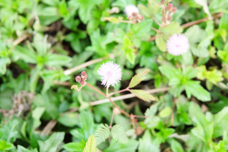 Green leave and little flowers backgroundの写真素材