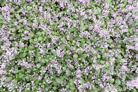 beautiful green leaves backgroundの写真素材