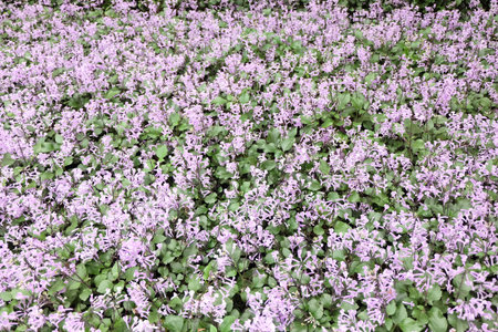 beautiful green leaves and small pink flowers backgroundの写真素材