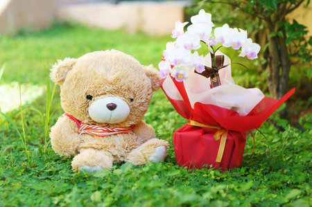 bear sit on the grass near flowerの写真素材