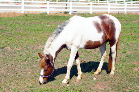 Little horse standing on a green lawnの写真素材