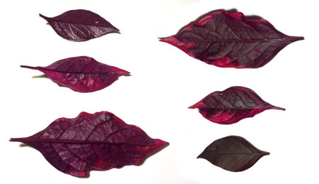 Alternanthera dentata / Dentata Rubyの写真素材